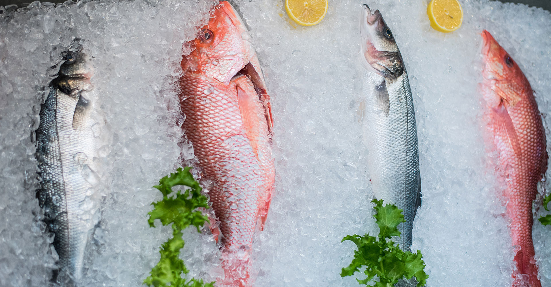 Fresh Fish