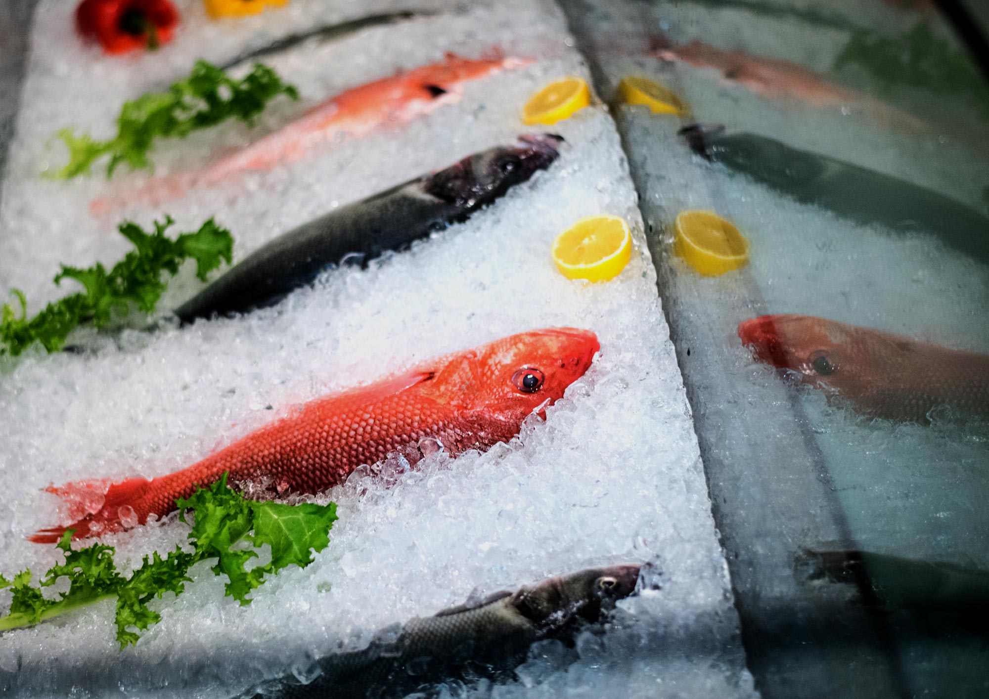 Fresh Fish