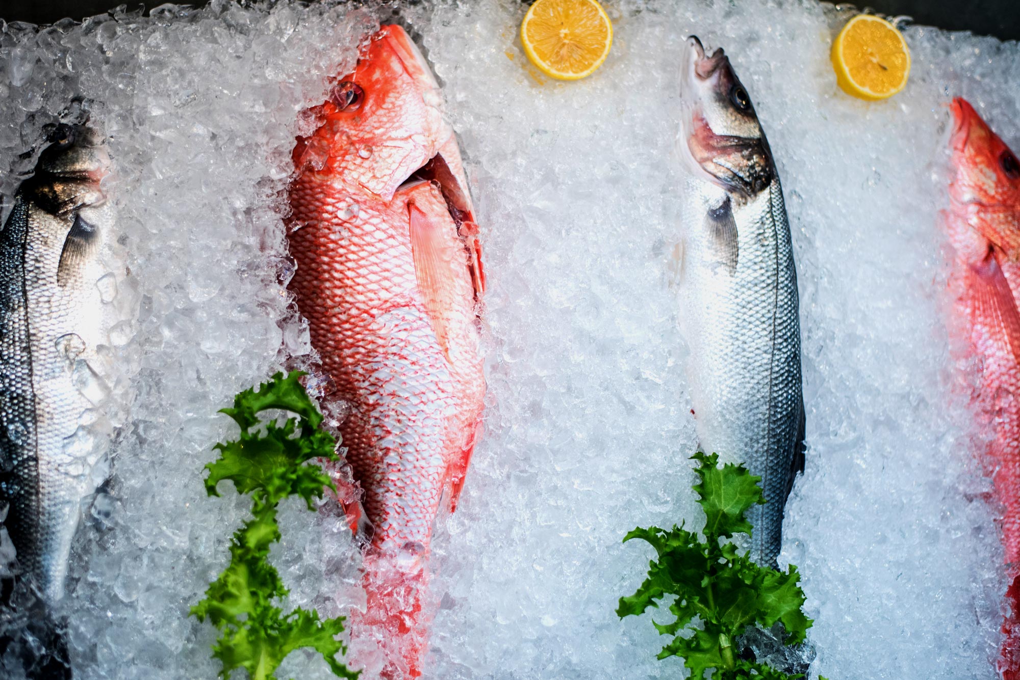 Fish on Ice